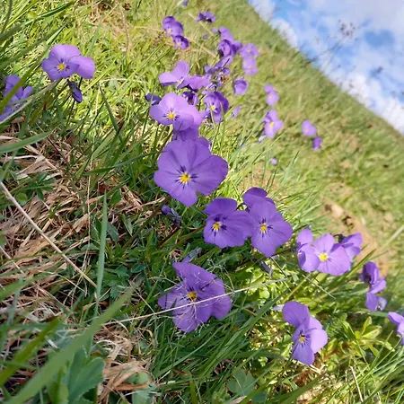 Le Perchoir Apartment Gryon