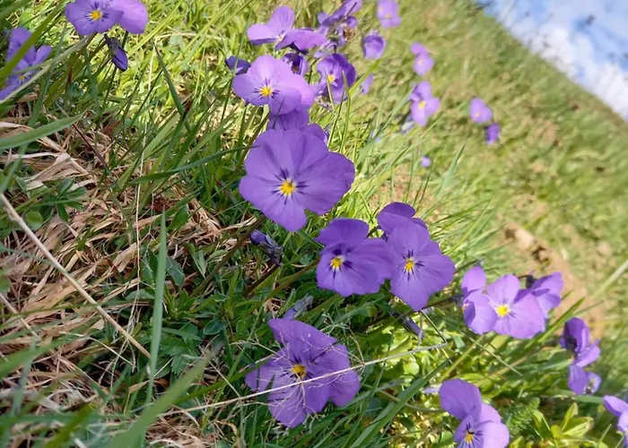 Le Perchoir アパート グリオン